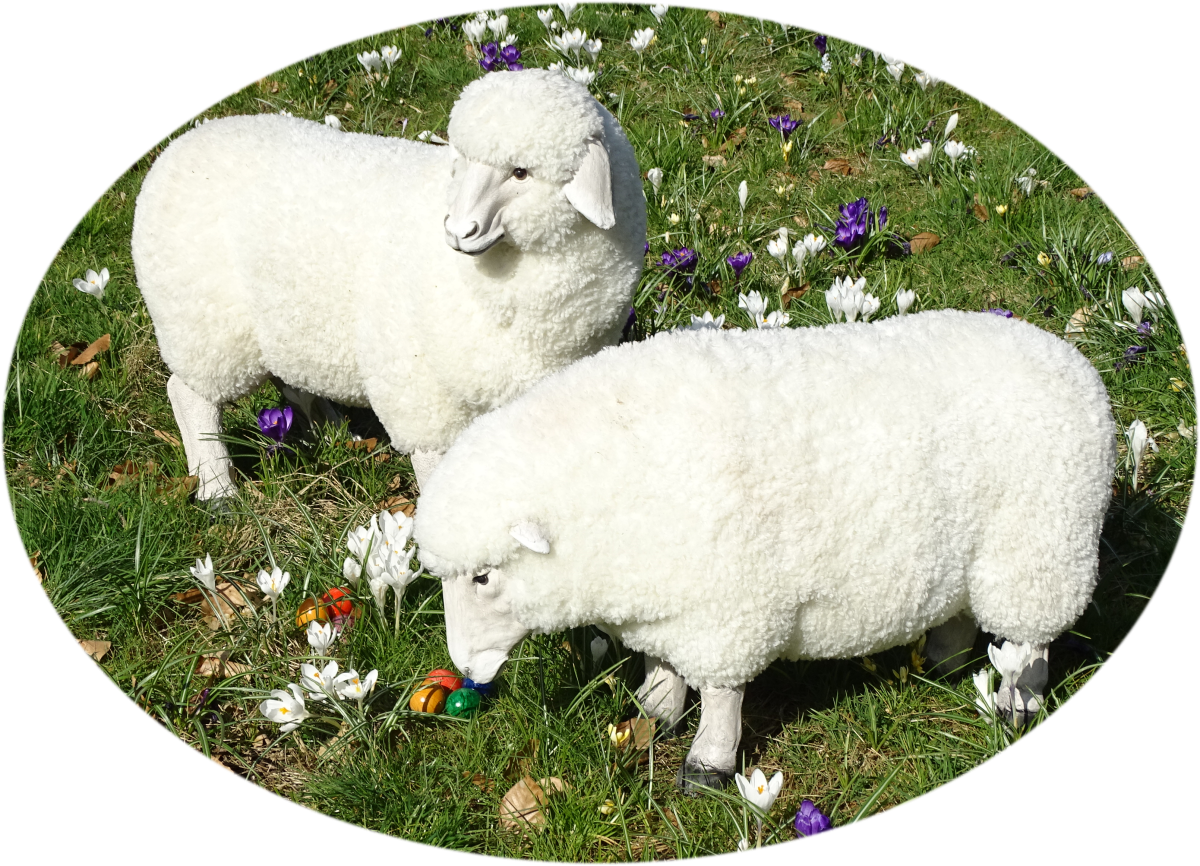 2 Schafe auf einer Blumenwiese