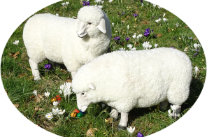 2 Schafe auf einer Blumenwiese
