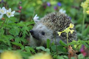 Igel