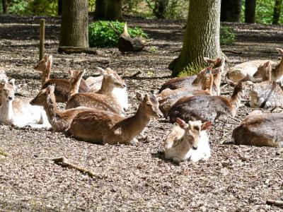 Rehe am Oermter Berg